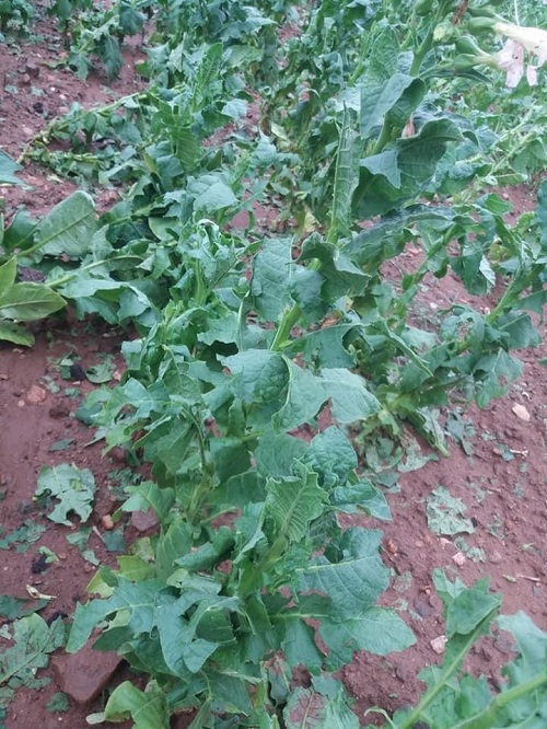 xalazi120820212